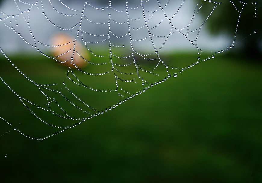 Macro photography of spider web with dew drops on green background