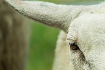 Close-up of a white sheep eye with green background