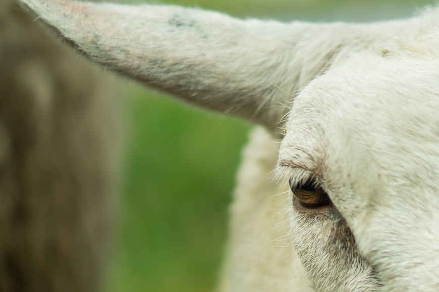 Close-up of a white sheep eye with green background