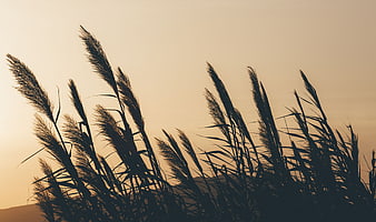 Silhouette of tall pampas grass against golden sunset sky