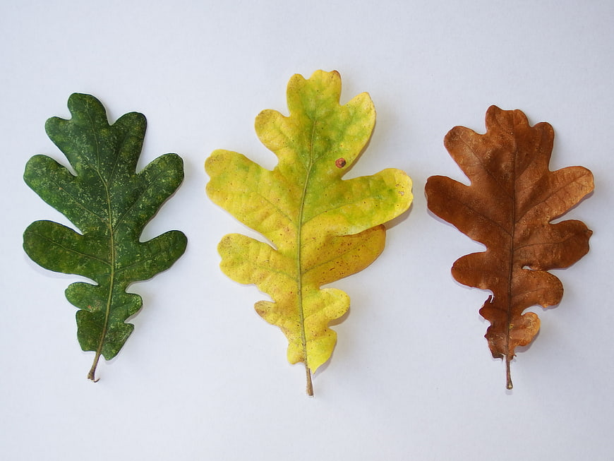 Three Oak Leaves Showing Autumn Color Change Stages