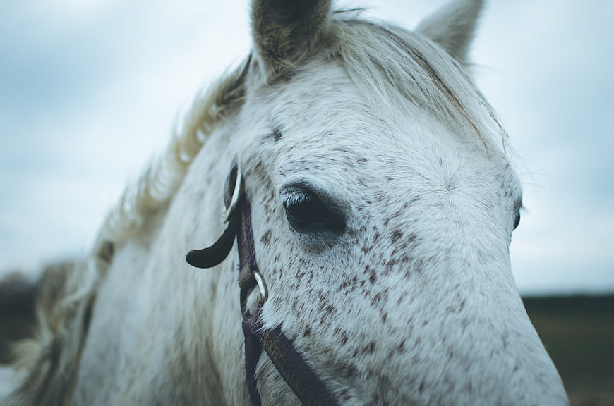 Close-up portrait of a white speckled horse outdoors