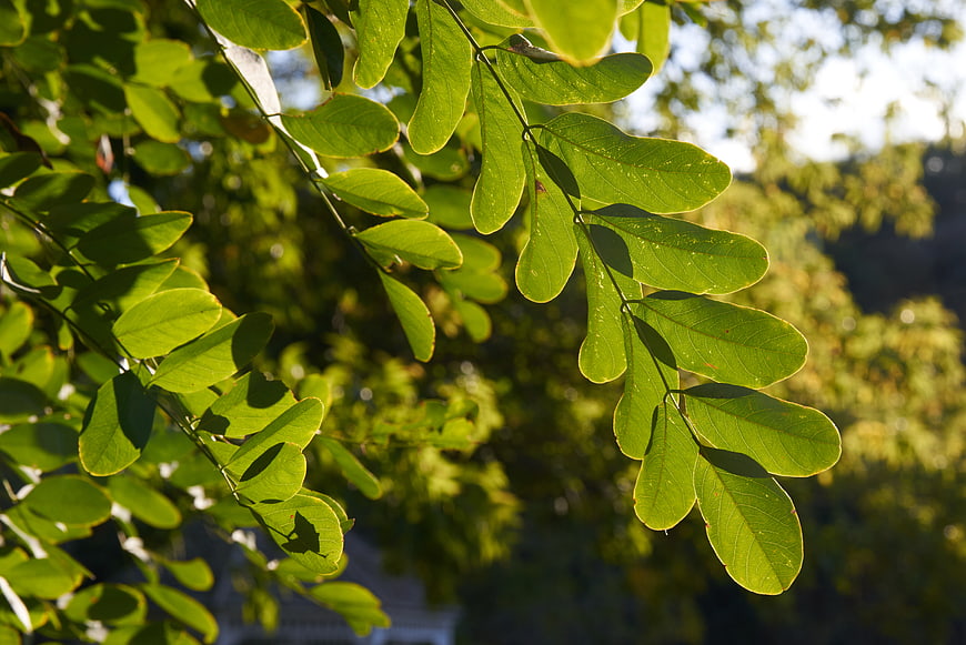 Sunlit green leaves on a branch with bokeh background