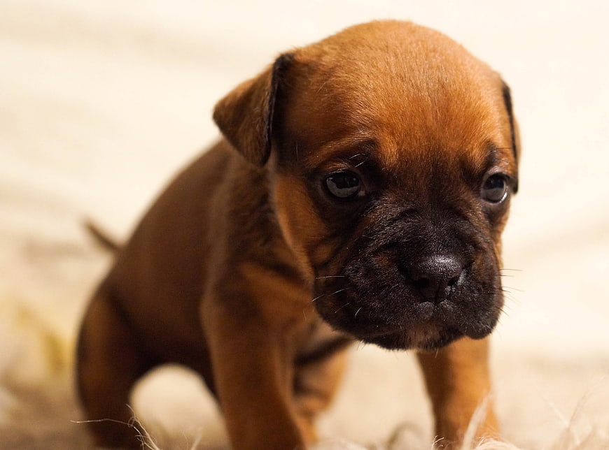 Cute brown boxer puppy looking at camera