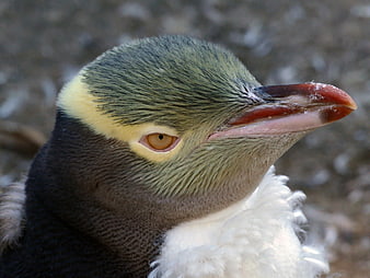 Close-up portrait of a Rockhopper penguin head