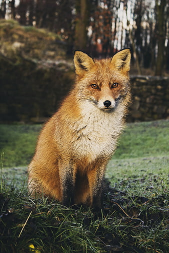 Red Fox Sitting in Grassy Field with Forest Background