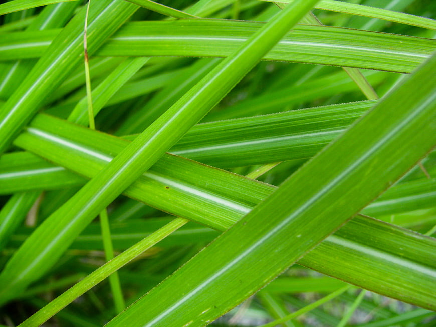 Close-up of vibrant green grass blades with natural texture