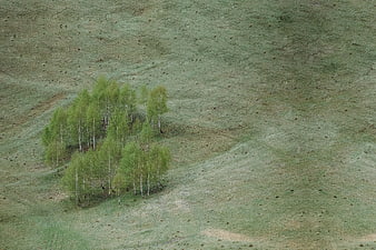 Aerial view of birch trees on a green grassy hillside