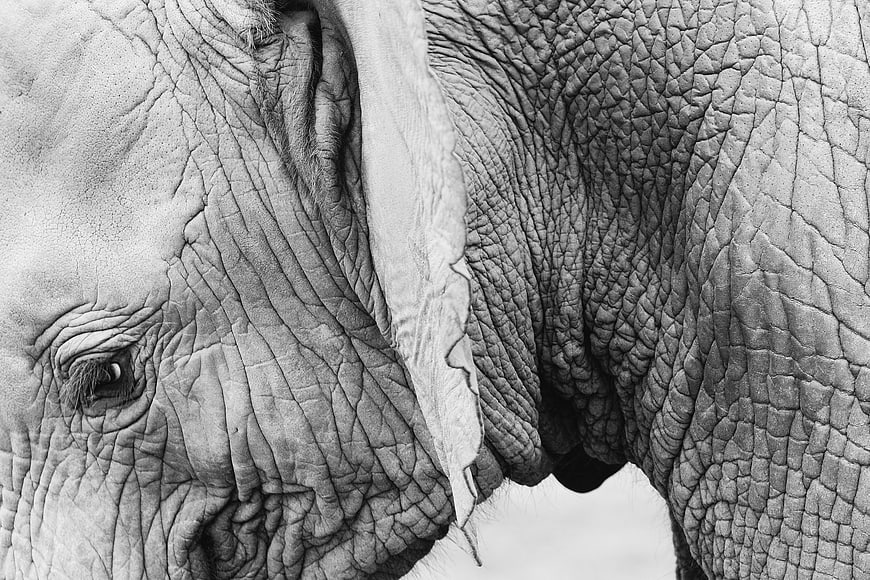 Close-up Black and White Elephant Eye and Skin Texture