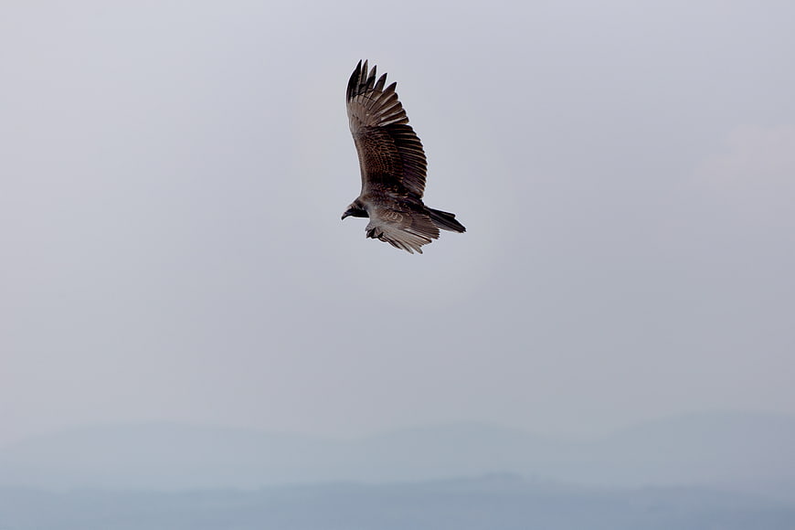 Vulture soaring in flight against overcast sky