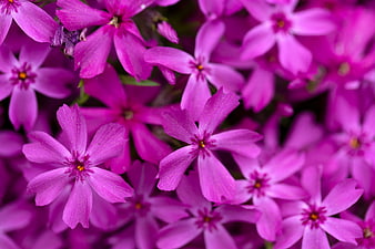 Close-up of vibrant purple phlox flowers with pollen