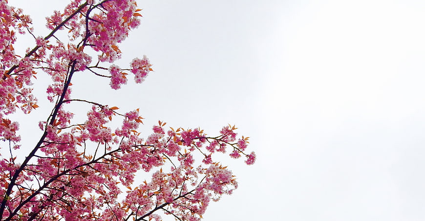 Pink Cherry Blossoms Branches Against White Sky