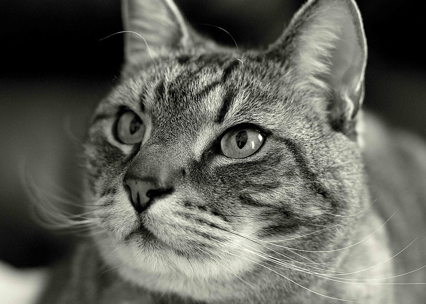 Close-up black and white portrait of a tabby cat