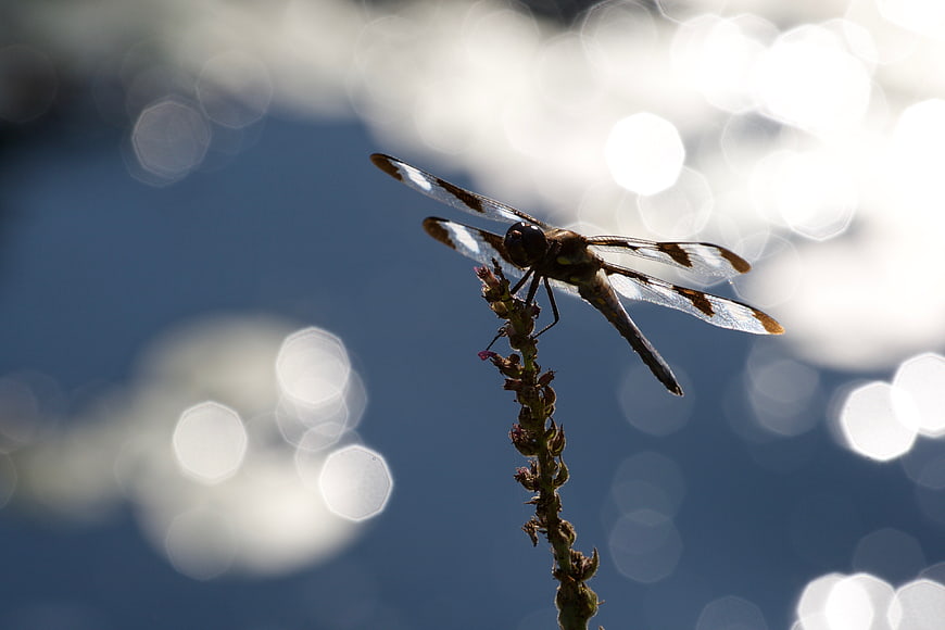 Dragonfly perched on plant stem with bokeh background