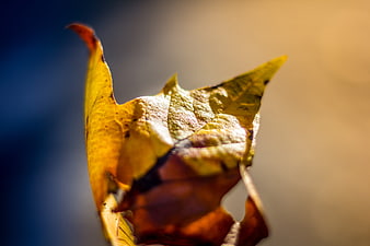 Close-up of yellow autumn leaf with blue and orange background