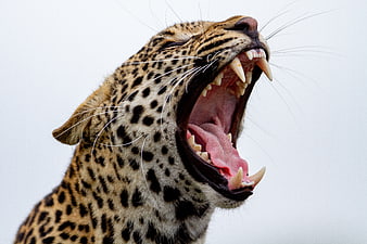 Close-up of a leopard yawning with mouth wide open