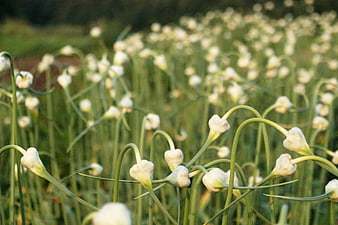 Field of blooming garlic scapes in soft evening light