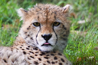 Close-up portrait of a young cheetah cub resting in grass