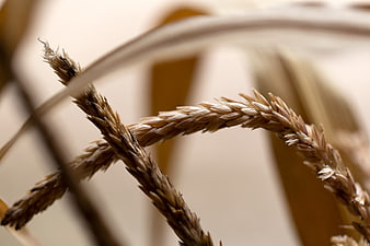 Close-up of golden wheat stalks with blurred background