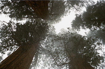 Low angle view of giant redwood trees in foggy forest