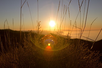 Golden sunset through tall grass with lens flare