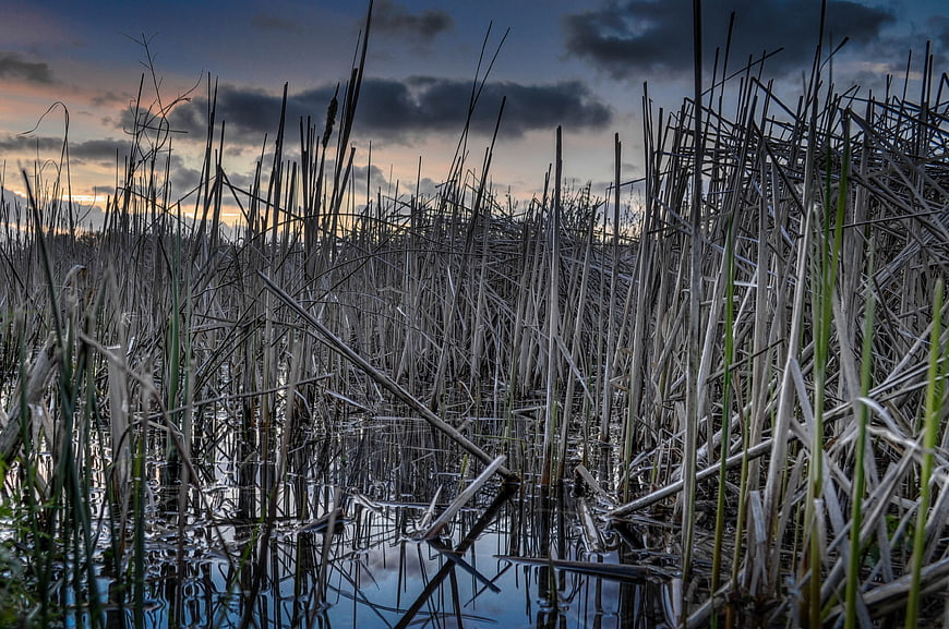 Dramatic sunset over marshland with tall reeds and water reflections