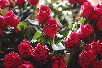 Close-up of vibrant red roses with green leaves