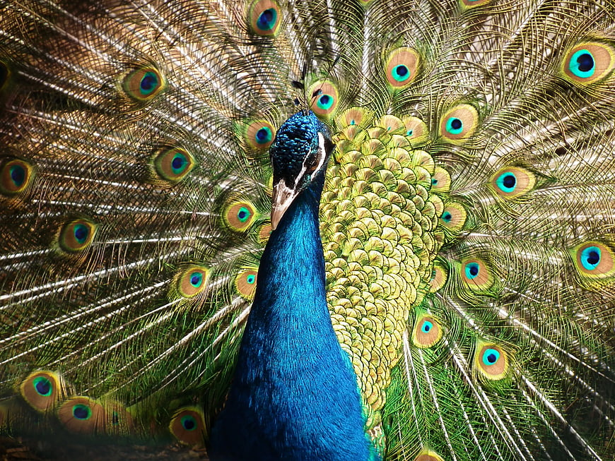 Vibrant Peacock Displaying Iridescent Feathers Closeup