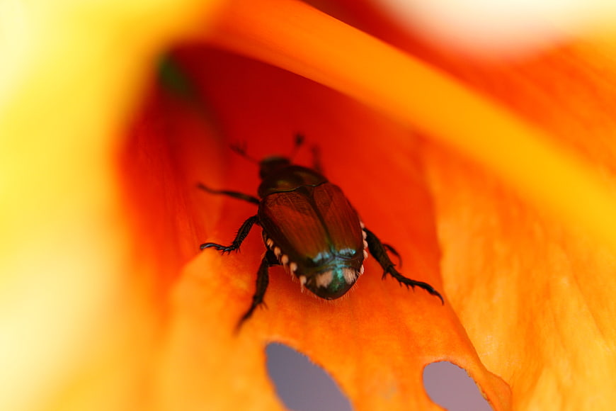 Macro shot of iridescent beetle on orange flower petal