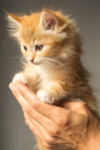 Fluffy Orange Kitten Held in Human Hands
