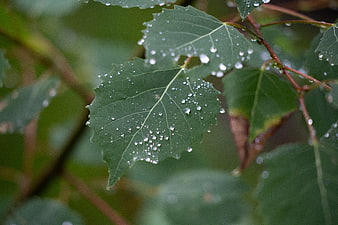 Close-up of green leaves with rain droplets