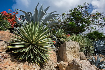 Succulent agave plants growing among rocks in a garden