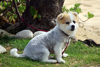 Cute fluffy puppy sitting on grass near tree