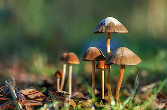 Close-up of brown mushrooms growing in a sunlit forest