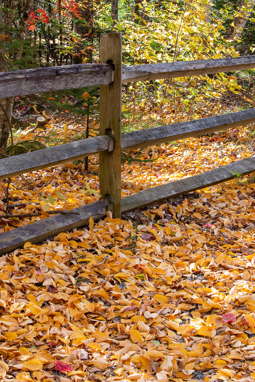 Rustic wooden fence in autumn forest with golden leaves