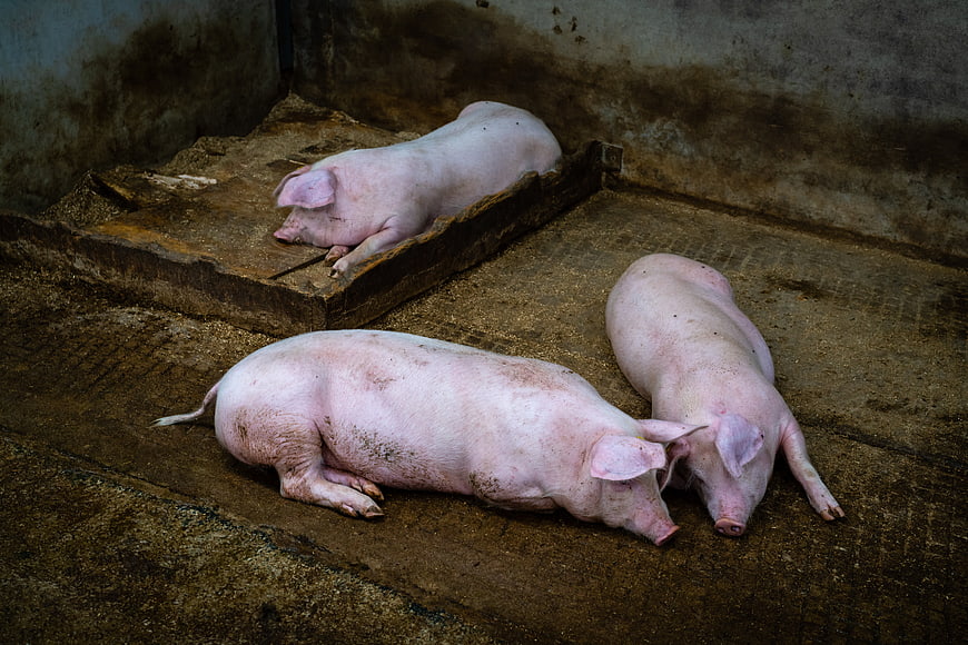 Three sleeping pigs in a concrete farm pen