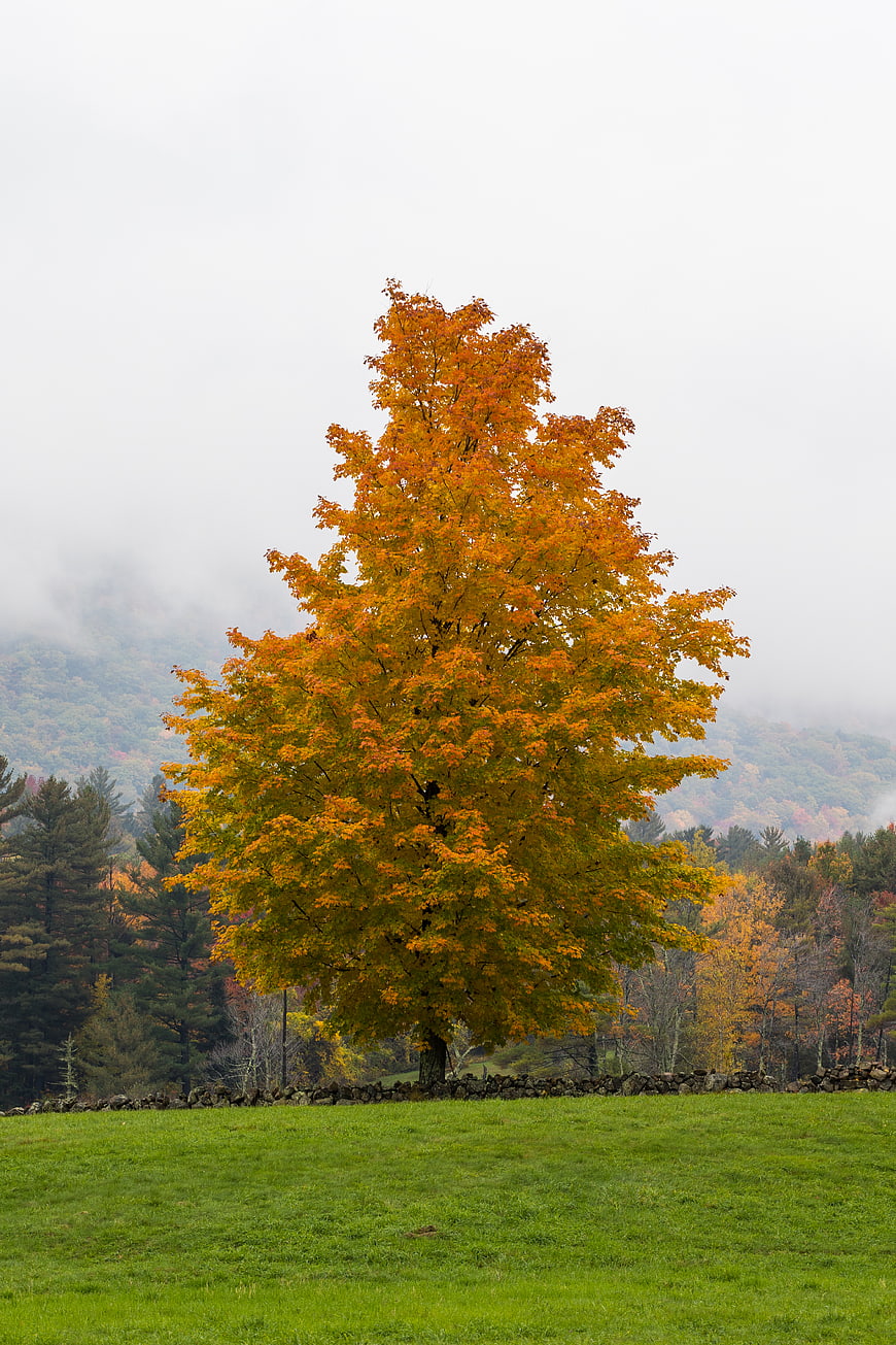 Lone Autumn Maple Tree in Green Meadow with Foggy Mountains