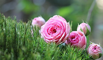 Pink Roses and Greenery in Soft Focus
