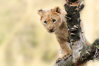Cute Lion Cub Climbing Tree Branch