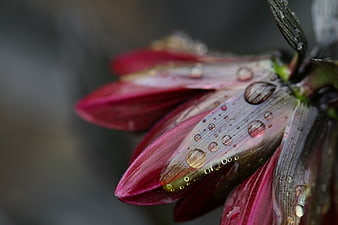 Macro Close-Up of Red Flower Bud with Water Droplets