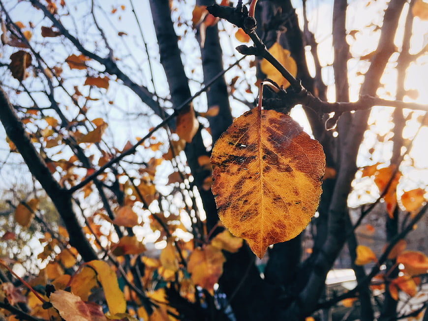 Golden autumn leaf backlit by sunlight on tree branch