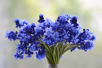Blue Muscari Grape Hyacinth Bouquet in Glass Vase