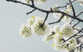 White cherry blossoms on a branch against a pale sky