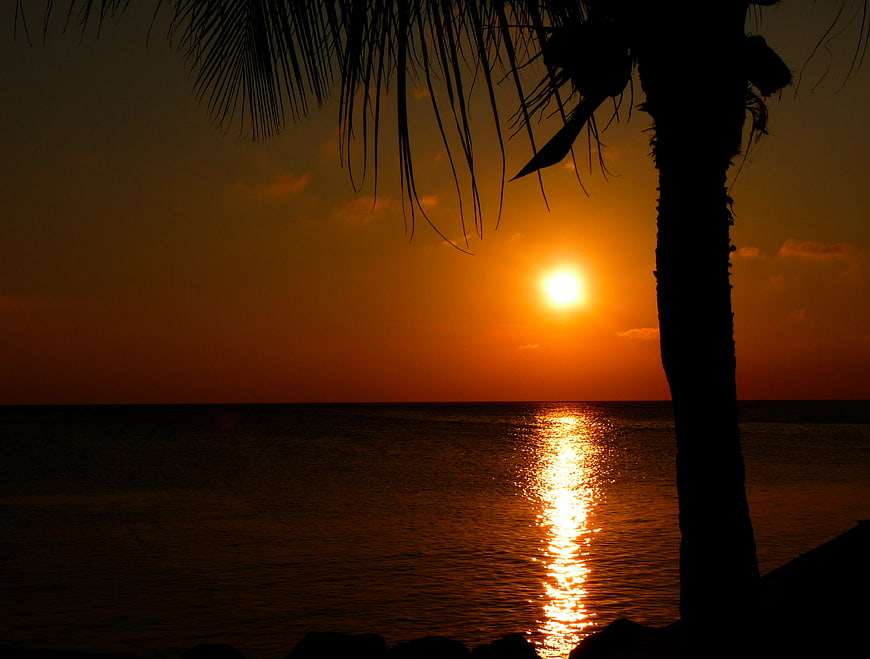 Silhouette of palm tree against vibrant orange sunset over ocean