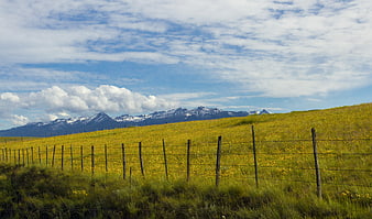 Scenic Meadow with Yellow Wildflowers and Snowy Mountains