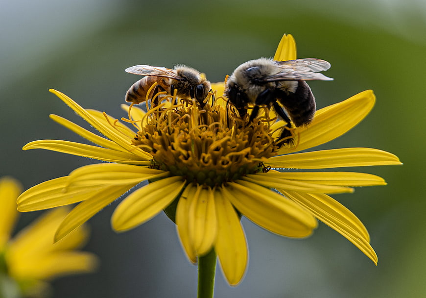 Two Bees Pollinating a Yellow Flower Close Up