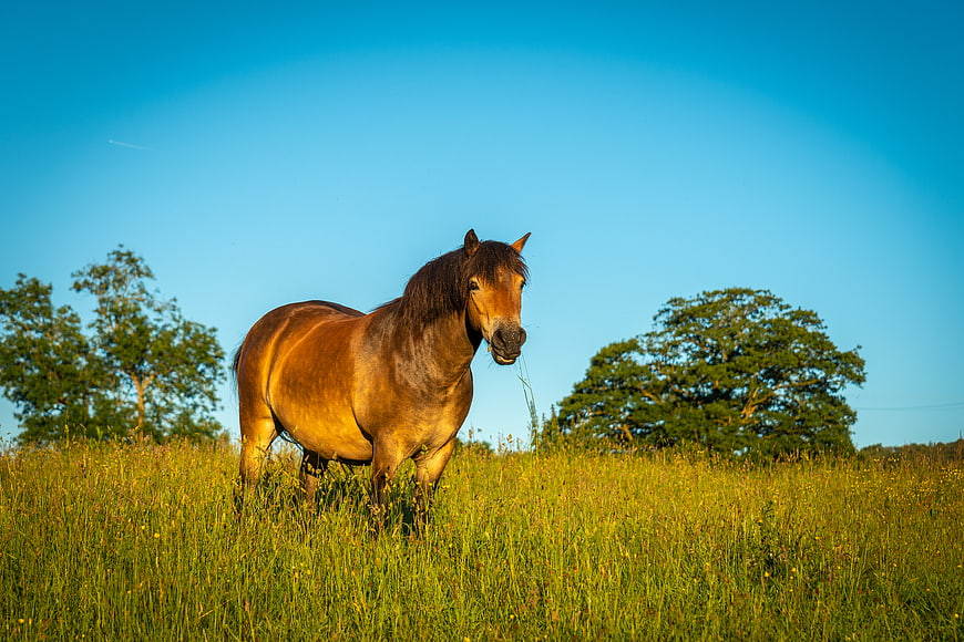 Brown Horse Grazing in Green Pasture Under Blue Sky
