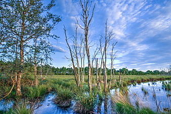 Dead birch trees in a marshy wetland landscape