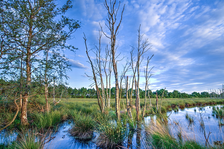 Dead birch trees in a marshy wetland landscape