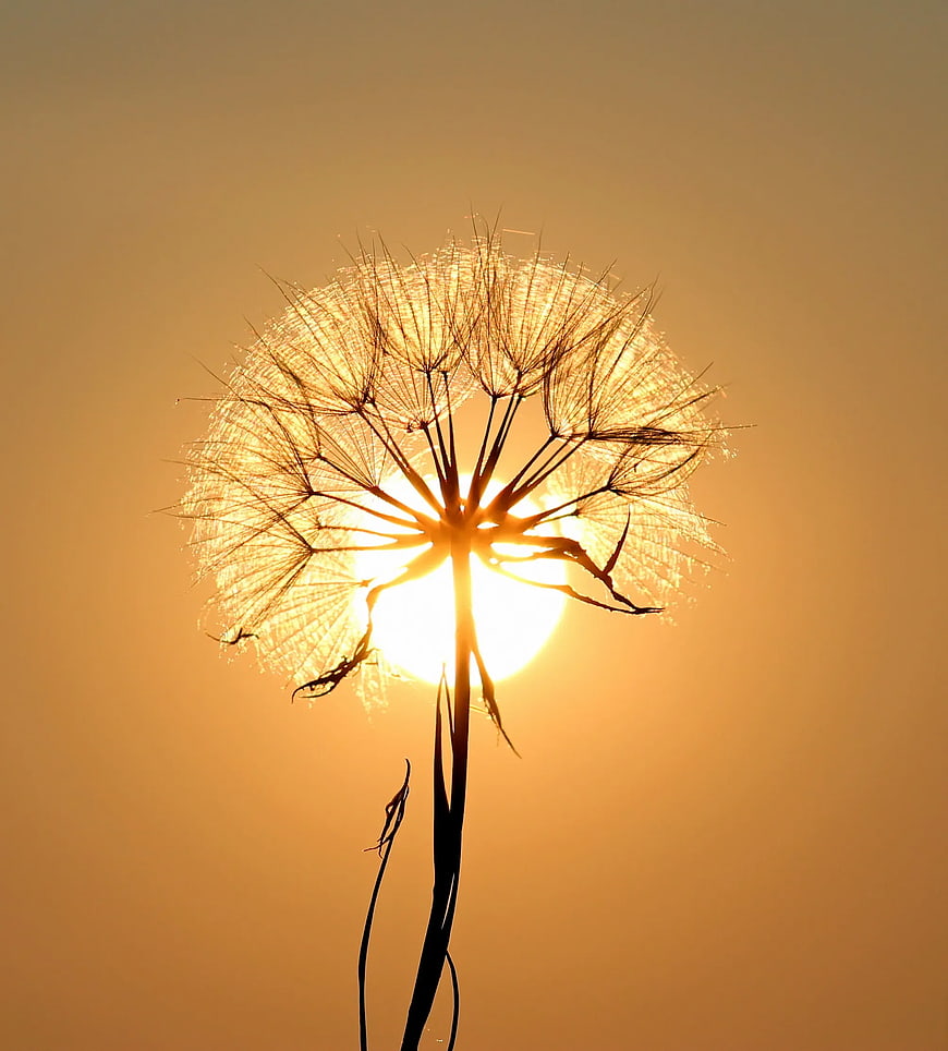 Silhouette of Dandelion Seed Head Against Golden Sunset Sun